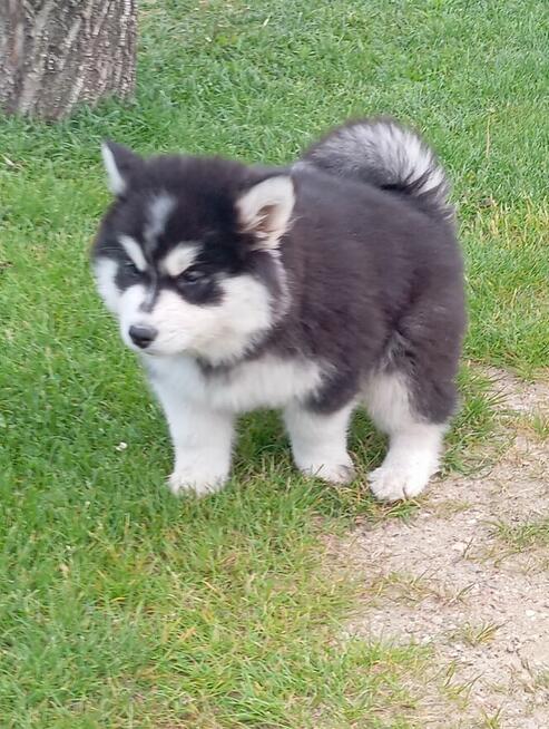 Husky dziewczynki szukają domu