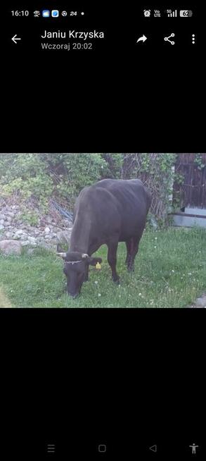 Sprzedam jałówkę na wycieleniu
