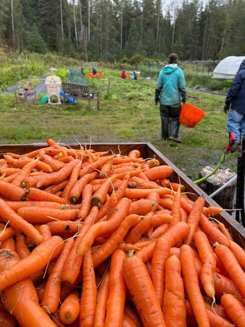 Hurtowy dostawca świeżych warzyw naturalnej jakości Marchewk