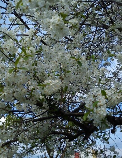 Ogródek (działka rekreacyjna)-Sprzedam