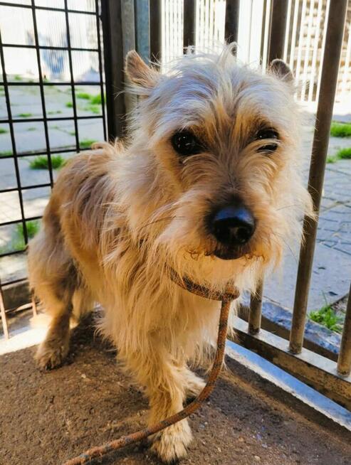 FIKUŚ - mały, delikatny psiak w schronisku, ADOPTUJ