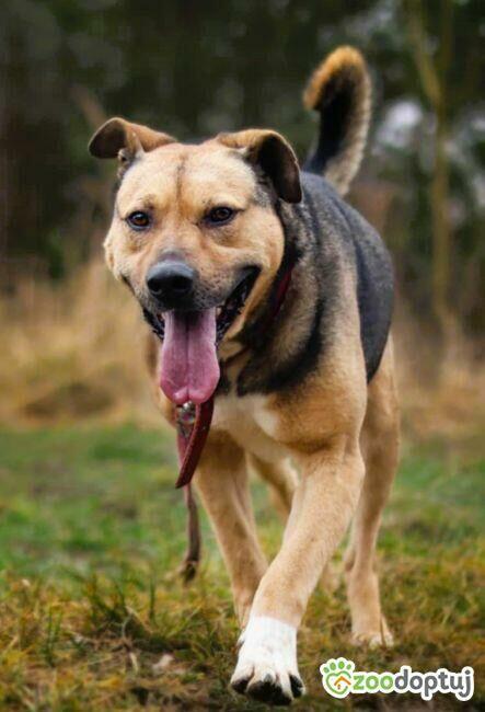 JUNAK - zbyt pospolity by dać mu dom? Błaga o dom!