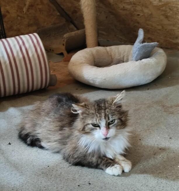 Piękny, dobry, miły - Dobromił szuka swojego Człowieka