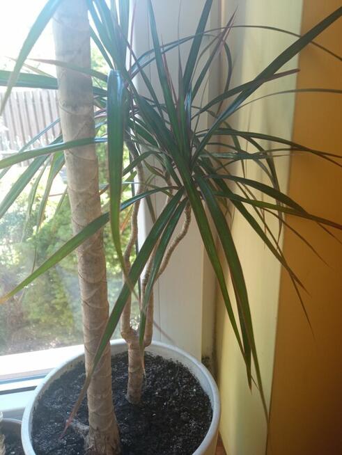 Duże kwiaty na sprzedaż