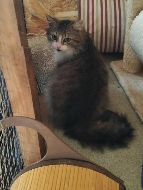 Piękny, dobry, miły - Dobromił szuka swojego Człowieka