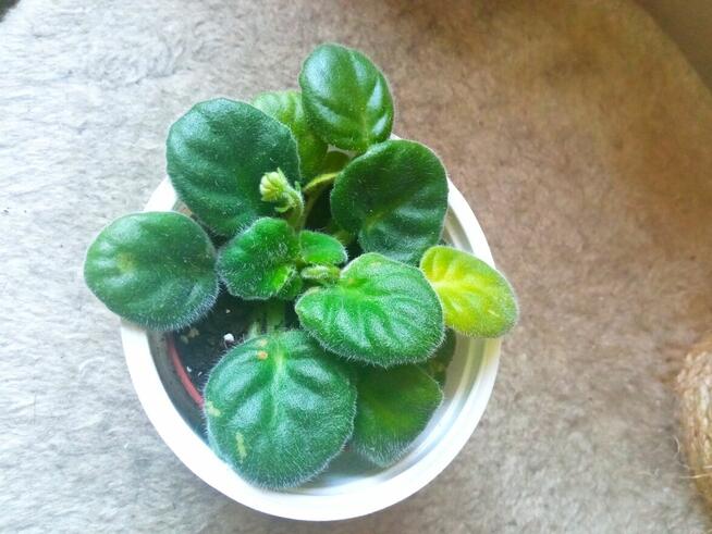 Dorodny fiołek obficie kwitnący