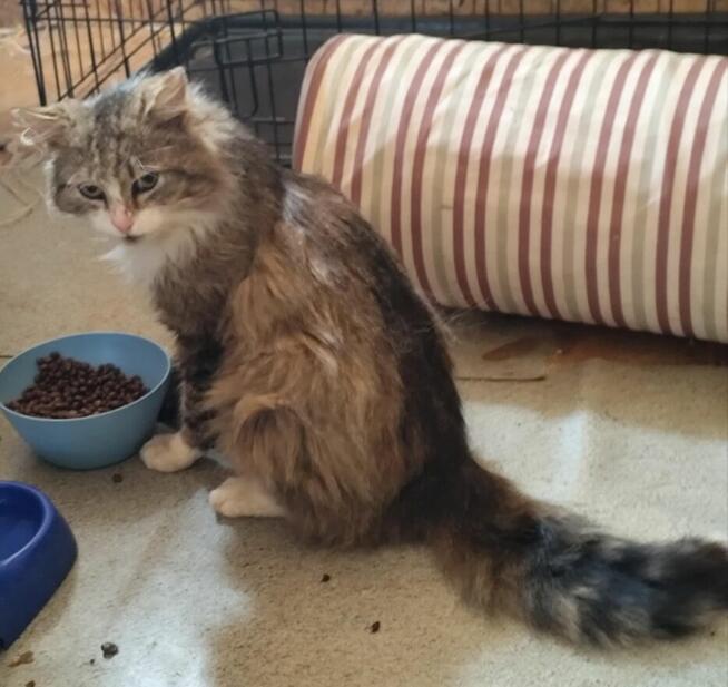 Piękny, dobry, miły - Dobromił szuka swojego Człowieka