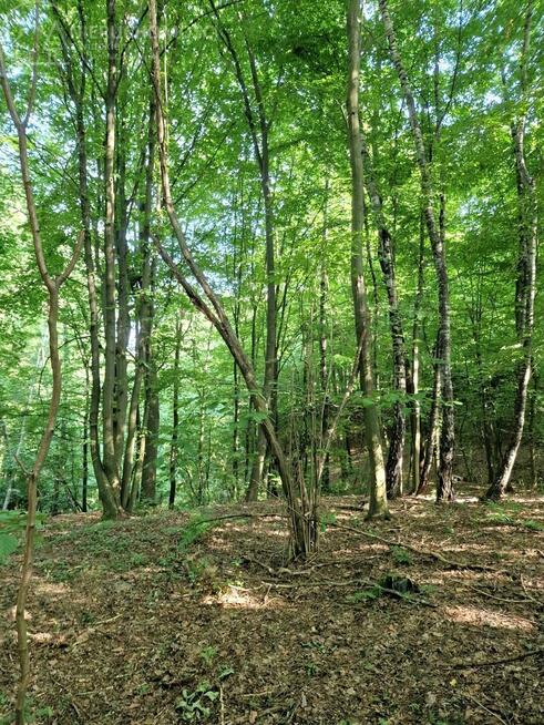 Działka leśna Sitnica gm. Biecz