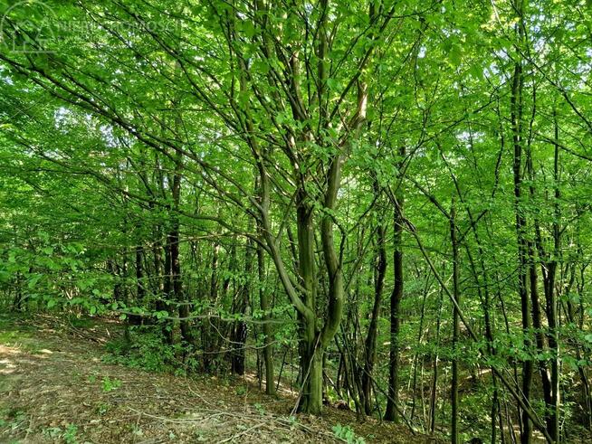 Działka leśna Sitnica gm. Biecz