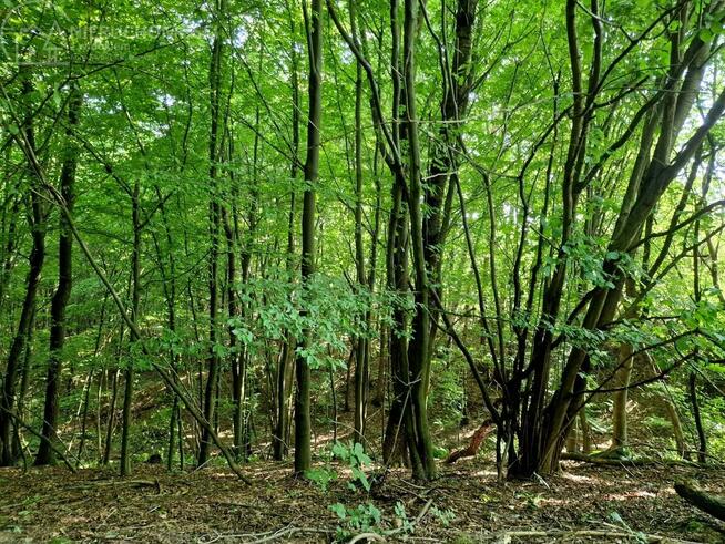 Działka leśna Sitnica gm. Biecz