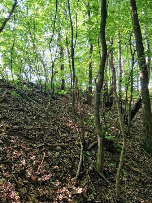 Działka leśna Sitnica gm. Biecz