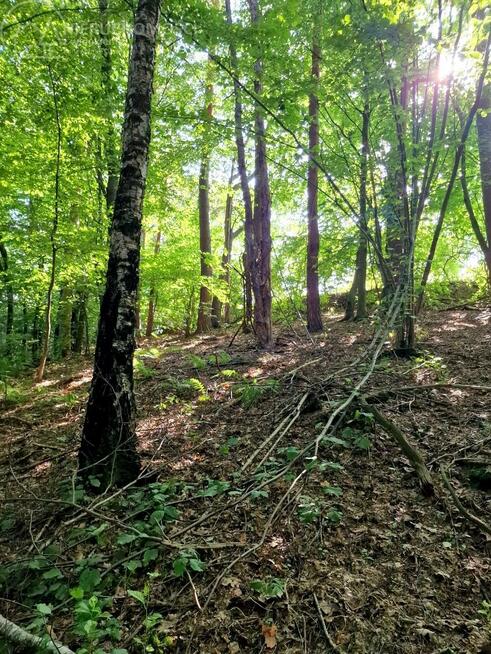 Działka leśna Sitnica gm. Biecz