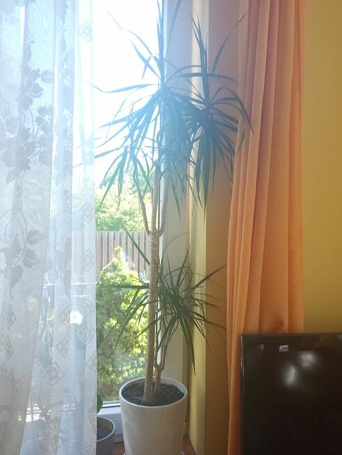 Duże kwiaty na sprzedaż