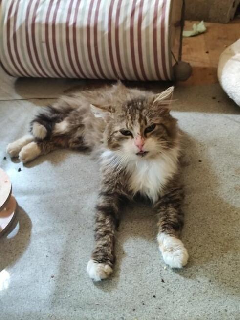 Piękny, dobry, miły - Dobromił szuka swojego Człowieka