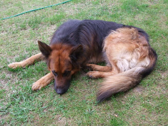 4-letni owczarek niemiecki Hugo oddam za darmo