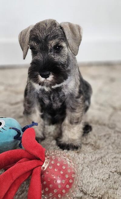 Sznaucer miniaturowy pieprz i sól z rodowodem po champ. FCI