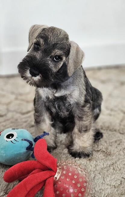 Sznaucer miniaturowy pieprz i sól z rodowodem po champ. FCI