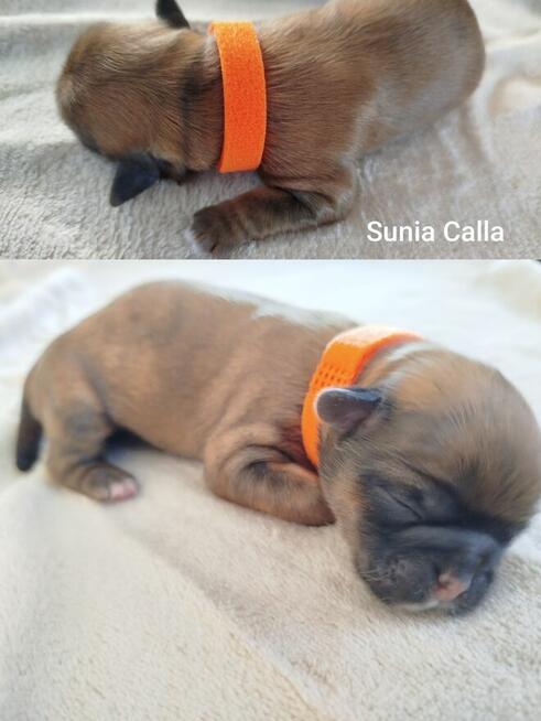 Sunia Shih Tzu z rodowodem