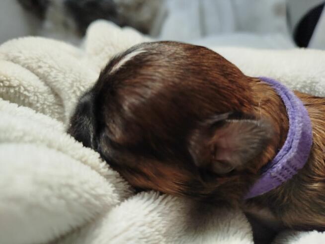 Sunia Shih Tzu z rodowodem