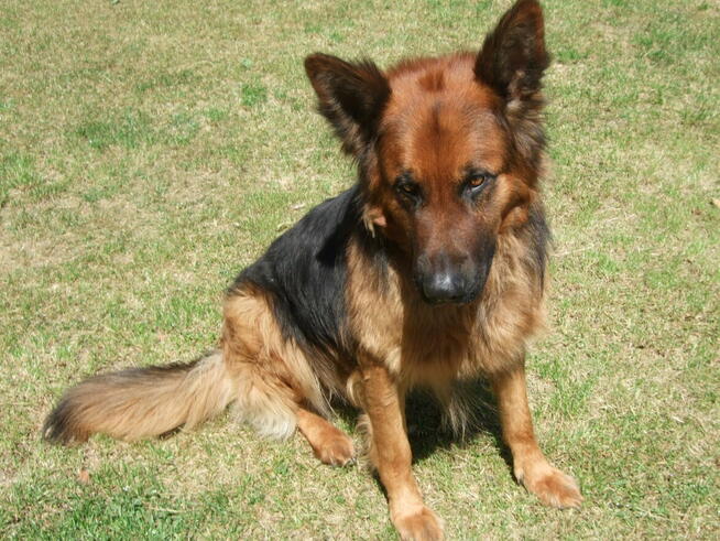 4-letni owczarek niemiecki Hugo oddam za darmo