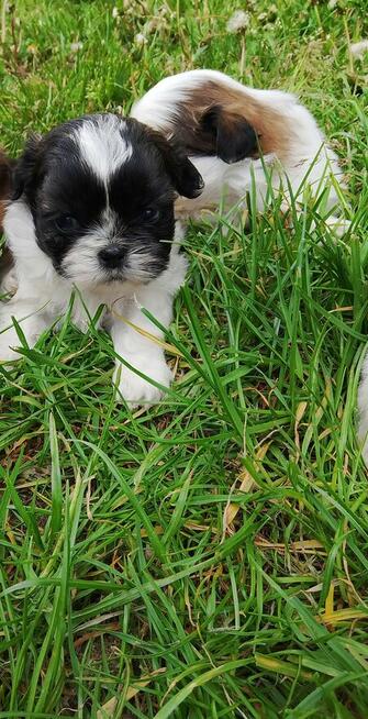Pieski shih tzu