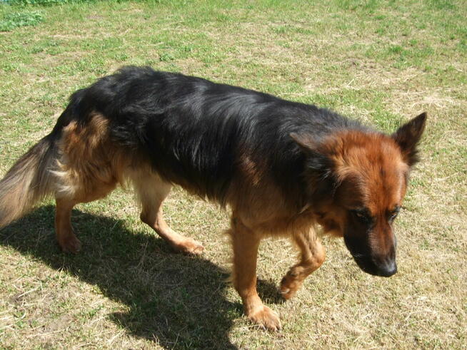 4-letni owczarek niemiecki Hugo oddam za darmo