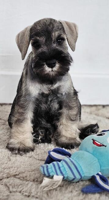 Sznaucer miniaturowy pieprz i sól z rodowodem po champ. FCI