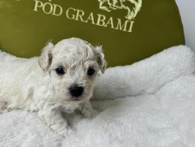 Bichon frise do rezerwacji.