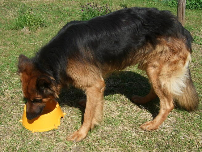 4-letni owczarek niemiecki Hugo oddam za darmo