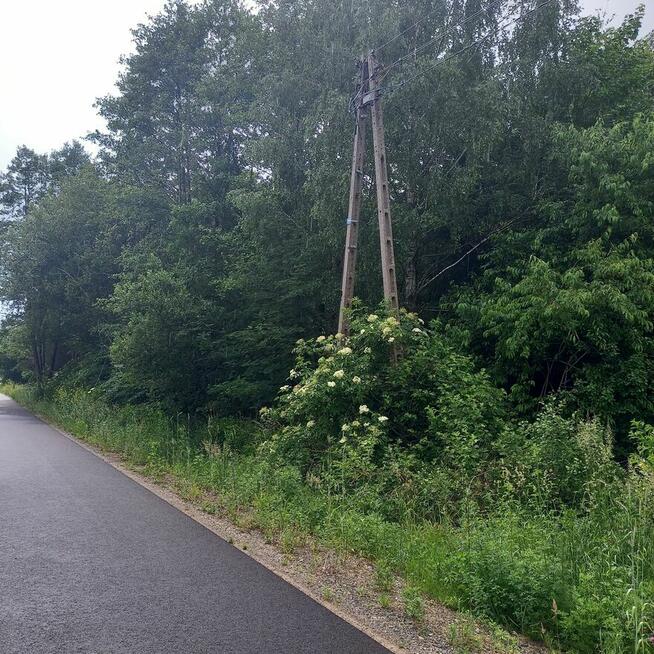 sprzedam działki siedliskowo lesne
