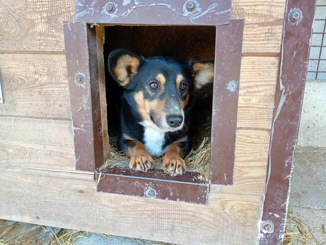 Gucio do adopcji