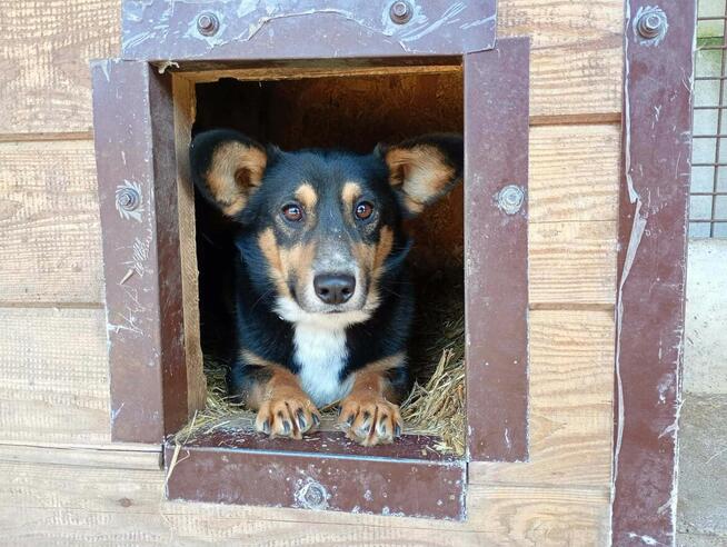 Gucio do adopcji