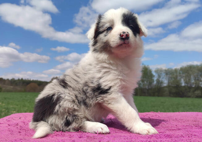 Cudowny Border Collie blue merle, pies z hodowli, pełna dok.