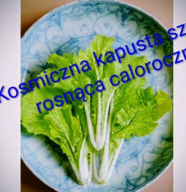 Sałaty świata i kapusty nasiona zimowe egzotyczne