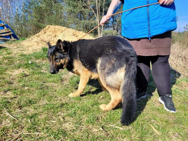 Hugo w typie ON do adopcji