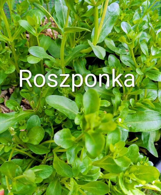 Sałaty świata i kapusty nasiona zimowe egzotyczne