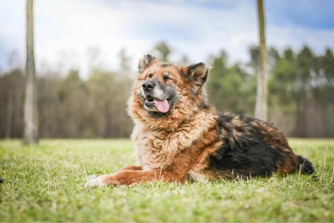 Lady-starsza suczka w typie owczarka niemieckiego do adopcji