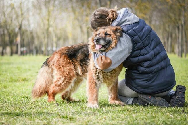 Lady-starsza suczka w typie owczarka niemieckiego do adopcji