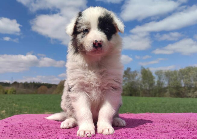 Cudowny Border Collie blue merle, pies z hodowli, pełna dok.