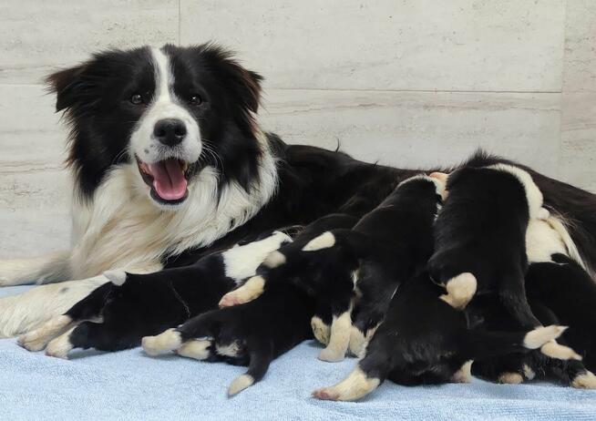 Cudowny Border Collie blue merle, pies z hodowli, pełna dok.