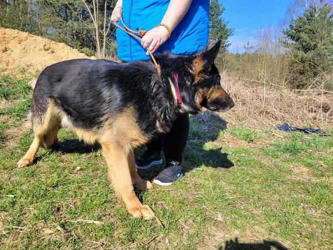 Hugo w typie ON do adopcji