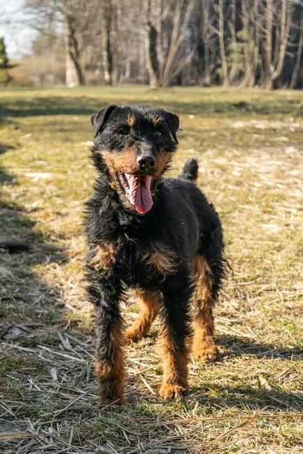 Fred do adopcji