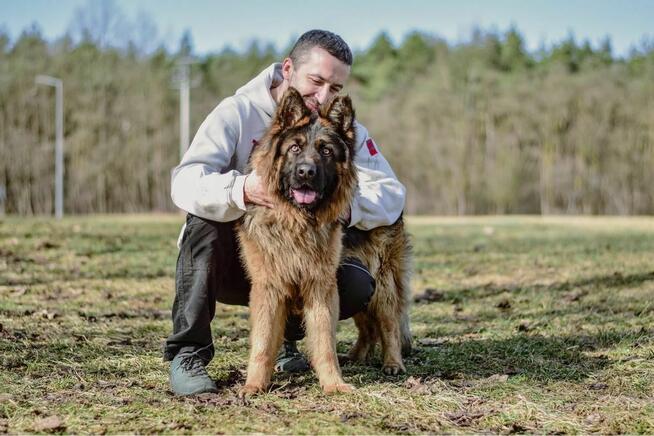 Serafin-pies w typie owczarka niemieckiego do adopcji