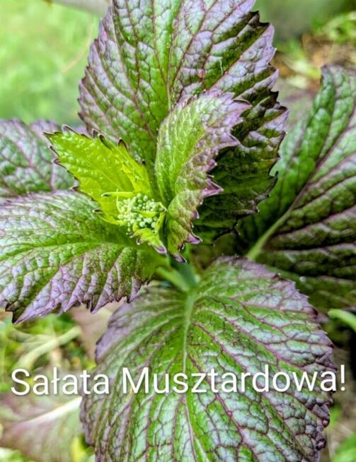 Sałaty świata i kapusty nasiona zimowe egzotyczne