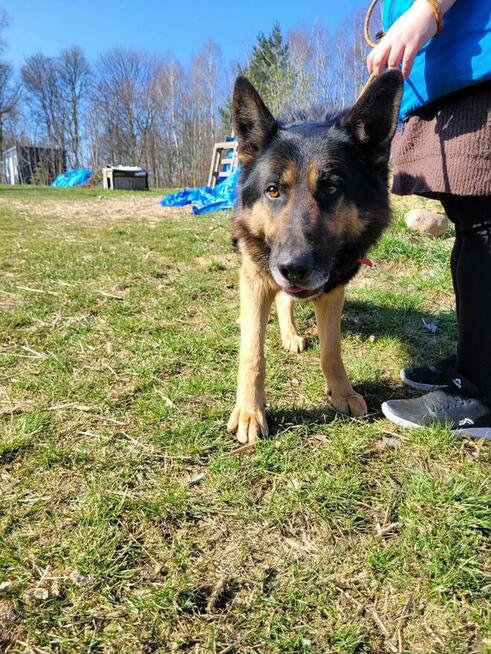 Hugo w typie ON do adopcji