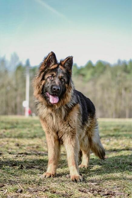 Serafin-pies w typie owczarka niemieckiego do adopcji