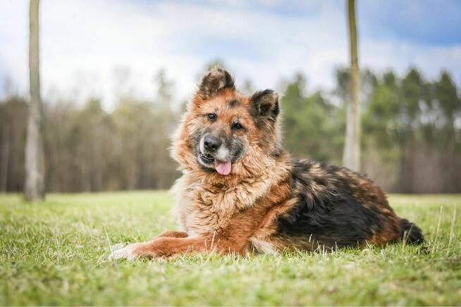 Lady-starsza suczka w typie owczarka niemieckiego do adopcji