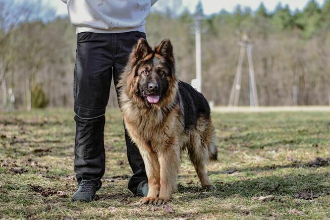 Serafin-pies w typie owczarka niemieckiego do adopcji