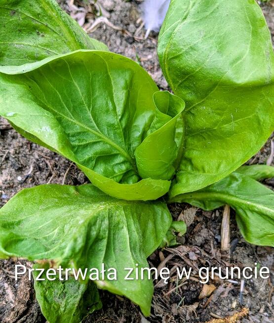 Sałaty świata i kapusty nasiona zimowe egzotyczne