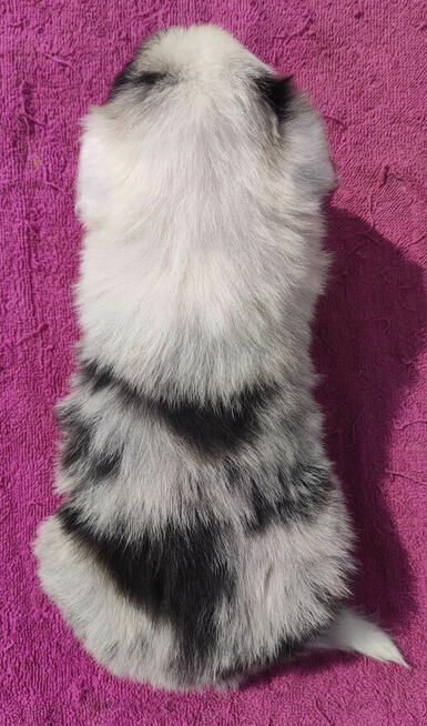 Cudowny Border Collie blue merle, pies z hodowli, pełna dok.